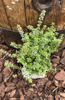 Tymianek złoty cytrynowy