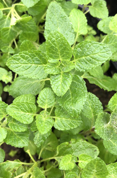 Mięta wonna lukrecjowa „Mabille”