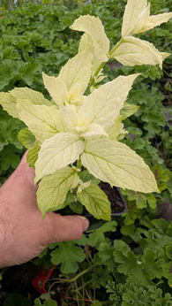 Mięta biała „Bielanopulco”