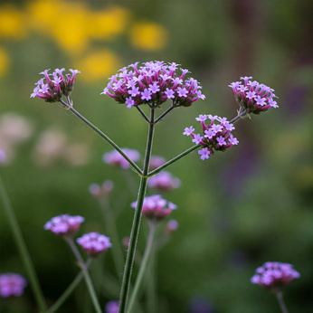 Werbena patagońska karłowa „Royal Dreams”