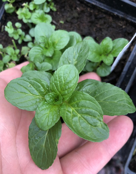 Mięta śliwkowa Dewódzki