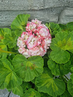 Pelargonia „Rosebud Happy Appleblossom"