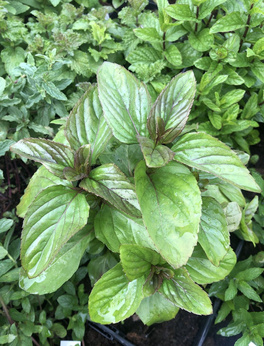 Mięta kefalońska cytrusowa „Lixouri”