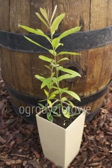 Ostrokrzew paragwajski „Yerba mate”