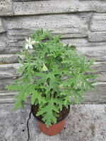 Pelargonia zapachowa „White Graveolens”