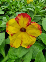 Petunia „Fun House Potpourri"
