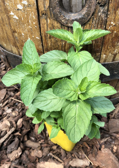 Mięta angielska wielka