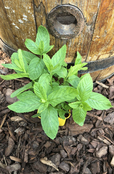 Mięta grecka „Dionysos”