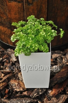 Pietruszka włoska naciowa