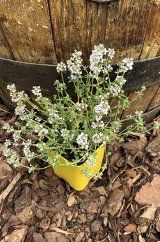 Tymianek francuski górski