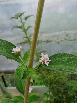 Werbena herbaciana biała „Juanilama"