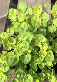 Oregano złote kędzierzawe