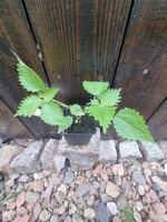 Pokrzywa brazylijska