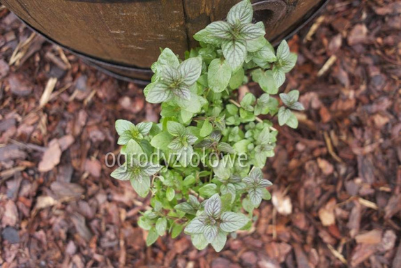 Mięta pieprzowa czarna