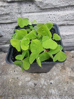 Szczawik zajęczy leśny