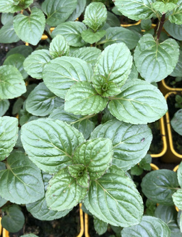 Mięta pieprzowa „Cinderella”