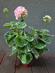 Pelargonia „Rosebud Uaito Ringu"