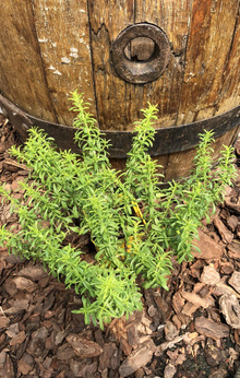 Cząber górski cytrynowy