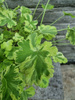 Pelargonia zapachowa „Fragrans Variegatum"