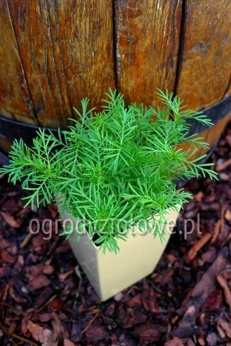 Aksamitka lukrecjowa