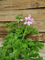 Pelargonia zapachowa różana „Graveolens Rose"