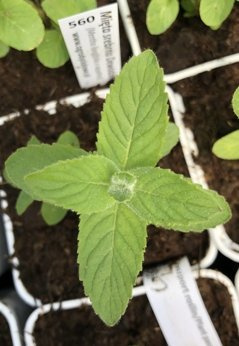 Mięta srebrna Dewódzki