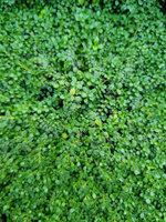 Macierzanka piaskowa „Elfin”