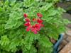 Pelargonia zapachowa orzechowa  „Concolor Lace ” 