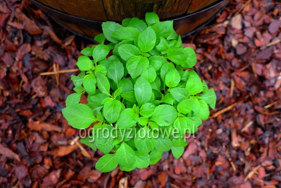 Bazylia indyjska „Ban Tulsi"