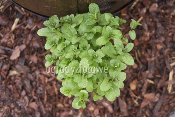 Mięta tajska karbowana