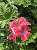 Pelargonia zapachowa morelowa 'Mrs. Ninon'