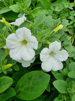 Petunia „Itsy White"