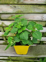 Plektrantus miętowy„Ernstii”