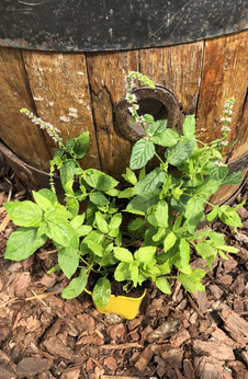 Mięta algierska „Chai”