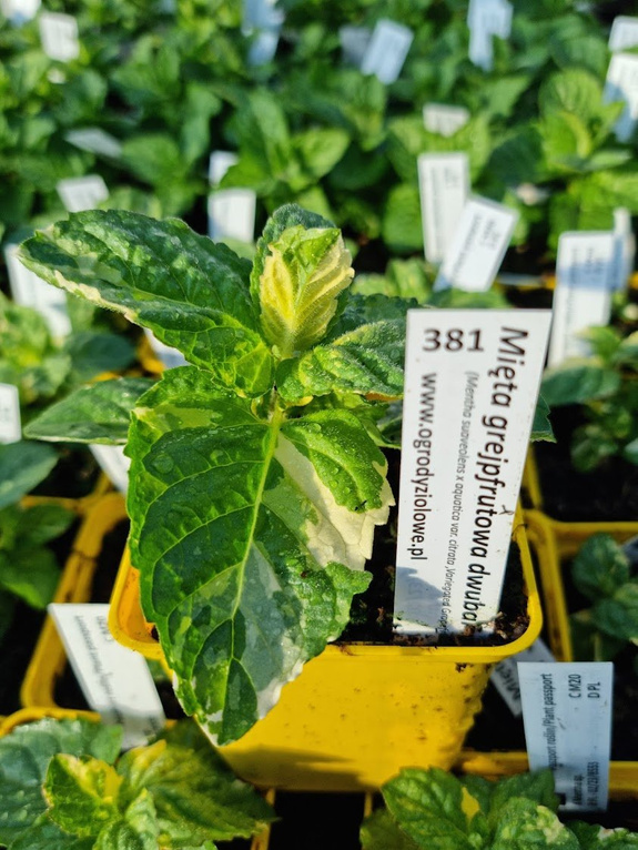 Mięta grejpfrutowa dwubarwna