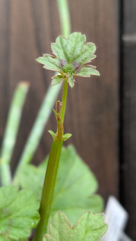 Pelargonia sukulentowa „Tetragonum”