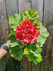 Pelargonia „Rosebud Andreas"