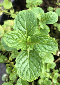 Mięta rosyjska kędzierzawa