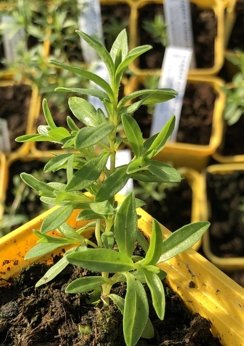 Cząber górski karłowy