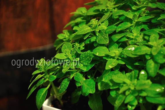 Bazylia grecka drobnolistna