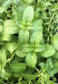 Mięta polej portugalska 'Upright'