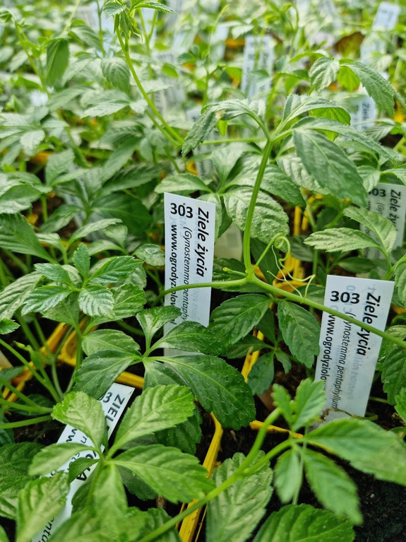 Ziele życia Jiaogulan