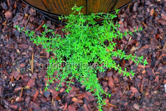 Tymianek pachnący zwisający