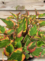 Pstrolistka sercowata „Variegata"