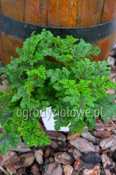 Pelargonia zapachowa sosnowa  „Royal Oak”