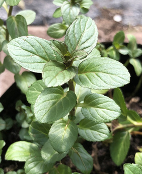 Mięta palatyńska „Pfälzer Kölleda”