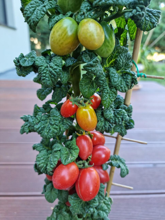 Pomidor kolumnowy koktajlowy „Curly Kaley”