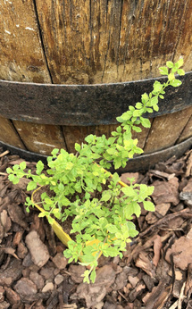 Oregano dominikańskie