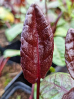 Szczaw czerwony francuski