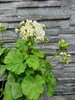 Pelargonia „Rosebud Midori Buke"
